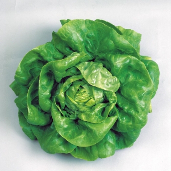 Kopfsalat